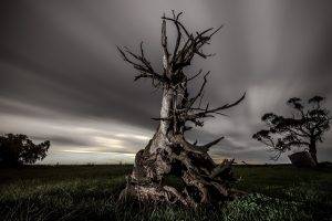 dead Trees, Nature, Clouds, Landscape