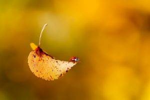 macro, Leaves, Ladybugs