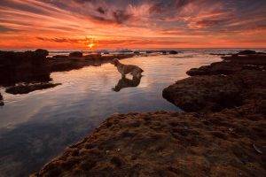 water animals dog sky clouds sunset