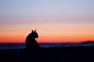 animals sky clouds sunset silhouette