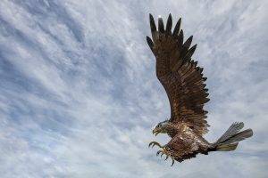 eagle clouds animals