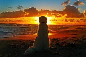 dog sunset beach waves clouds depth of field