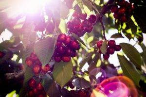 plants, Cherries, Fruit