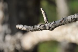 wood, Branch