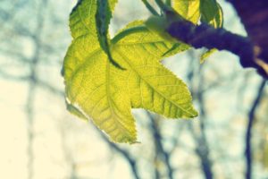 closeup, Leaves, Depth of field