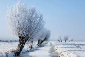 snow, Trees