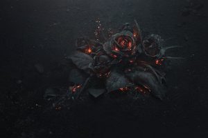 rose, Ash, Burning, Black