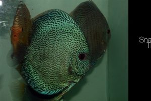 Discus Fish