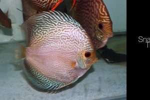 Discus Fish