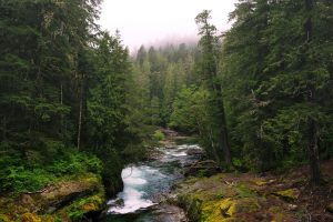 river, Trees