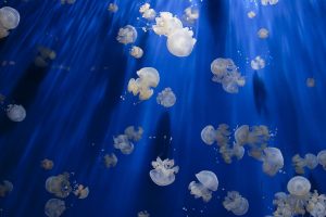 jellyfish