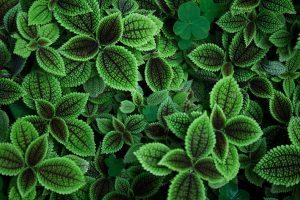 photography, Green, Plants, Leaves