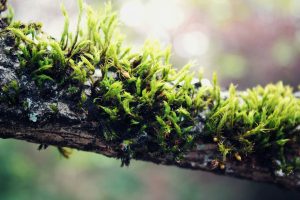 nature, Plants, Moss, Branch