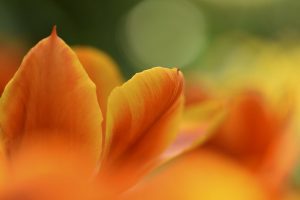 macro, Plants, Flowers