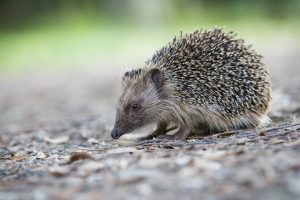 Alex Rimsky, 500px, Animals, Hedgehog