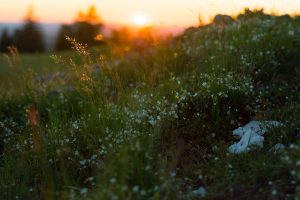 nature, Landscape, Grass, Plants, Sun rays, Sun, Sunset, Lens flare