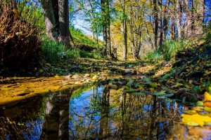 nature, Trees, Water, Reflection, Landscape