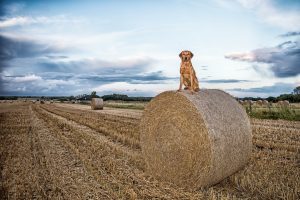 field, Sky, Dog, Landscape, Animals