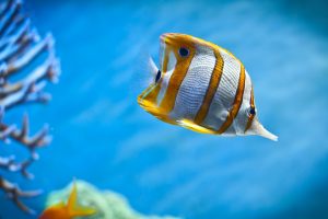 butterfly fish, Underwater, Depth of field