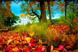 fallen leaves, Landscape