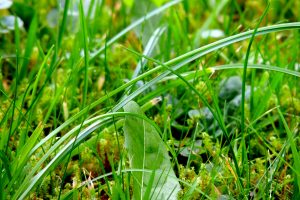 grass, Landscape