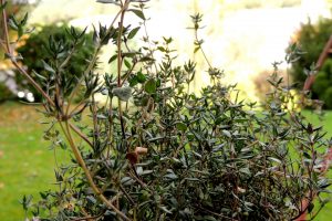 plants, Nature