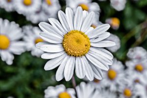 flowers, Depth of field