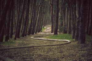 wood, San Francisco, USA, Trees, Forest, Grass