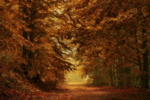 fall, Leaves, Nature, Forest, Trees