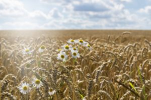 field, Landscape, Flowers, Sky, Blue, Plants