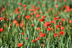 flowers, Plants, Red flowers, Green