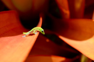 animals, Gecko, Closeup, Macro