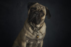 looking at viewer, Lujéan Burger, Animals, Pug, Dog