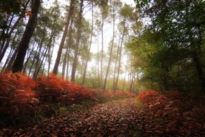 nature, Fall, Forest, Trees