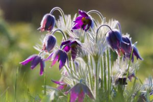 flowers, Nature, Plants