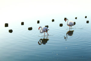 Sardinia, Flamingos, Fenicottero, Landscape, Nature, Animals, Pink