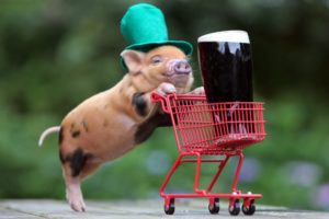 abstracto, Humor, Cerdito, Carro, Cerveza