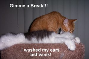 lol, Cats, Cat, Humor, Funny