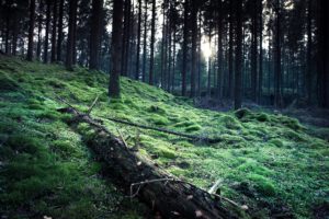 light, Clouds, Nature, Trees, Rain, Forest, Grass, Wildlife, Wet