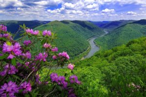 nature, Flowers, River, Mountain