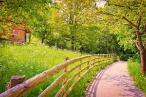 road, Shadow, Fence, Wood, Trees, Grass, Green, House, Summer, Nature