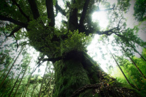 forest, Jungle, Sunlight, Trees, Moss, Branches