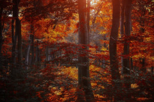 autumn, Leaves, Wood, Purple, Trees