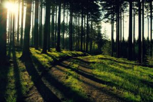 nature, Trees, Forest, Path, Sunlight