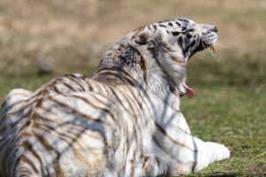 tiger, White, Wild, Cat