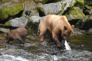 bear, River, Salmon, Fish, Cub, Baby