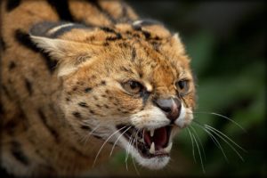 serval, Bush, Cat