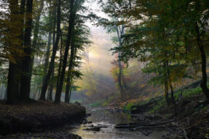 creek, Rays, Forest, Sun, River, Autumn