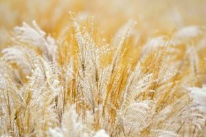 close up, Grass, Earth, Macro