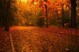 nature, Trees, Architecture, Leaves, Path, Fallen, Leaves